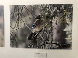Exposición de aves de la comarca